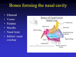 Its curved projections form the superior and middle nasal conchae. The Skeletal System Ppt Video Online Download