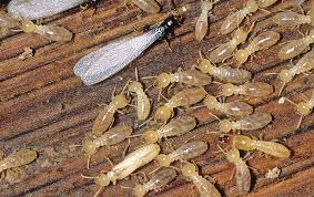 Conventional sealants and membranes are not reliable barriers since formosan subterranean termites are known to chew through many noncellulosic materials they do not eat, including foam insulation, mortar, plastic, rubber and others. Termites And Icfs Icf Builder Magazine