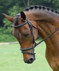 Red Barn Centerline Dressage Bridle Dressage Bridle