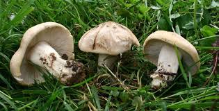 20 Champignons Comestibles La Liste Complete Pour Les Identifier Champignon Comestible Champignons Farcis Champignon
