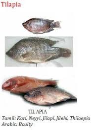 Pin By Arya M J On Fish Glossary Fish Tilapia Food