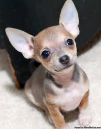 Check spelling or type a new query. Free Chihuahua Puppies Near Me Cheap Online