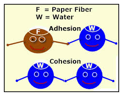 The vs and es attributes are special sequences with their own useful methods. How Paper Absorbs Water Vancleave S Science Fun