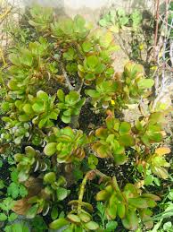 The jade plant also known as the money plant. Jade Plant Crassula Ovata Red Tip Colorful Succulent Plant Money Plant Flower Rare Jade Plant Mini Jade Live Succulent Crassula Argentea