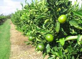 Copper S Role In Citrus Orchard Rehabilitation