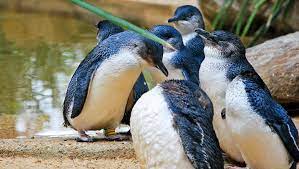 9 Enchanting Facts About Fairy Penguins Penguins Penguin Species Penguin Facts