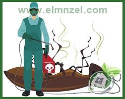 شركة مكافحة حشرات بالمدينة المنورة للايجار 00201010116604 مكافحة النمل الابيض Pest Control Pests Control
