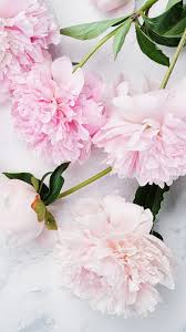 Botanicalgardens Flower Backgrounds Trendy Flowers Flowers Photography