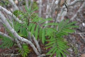 Image result for Acacia goetzei