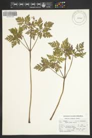 Image result for Geranium mlanjense