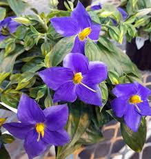 Image result for Exacum