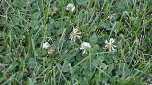 Bonide is a clover killing spray recommended and used by many commercial turf nurseries. What Is Clover And How Do I Control It Roundup