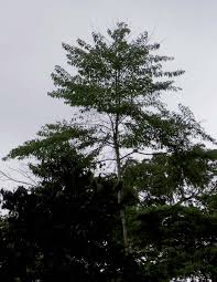 Image result for Multidentia concrescens