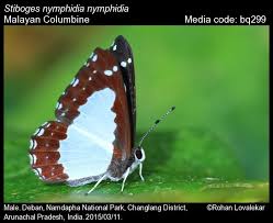 Image result for Nicolasia stenoptera