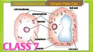 We did not find results for: Define Cell Class 7 In Hindi Simple Differences Between Plant Cells And Animals Cells Class 7 Youtube