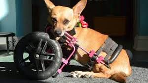 Image result for invalid dog wheelset