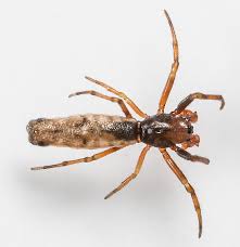 Image result for Micrargeriella