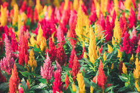 Image result for Celosia