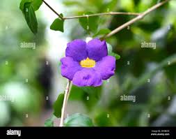Image result for Thunbergia vogeliana