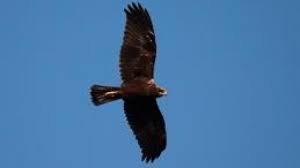 Le busard des roseaux est un oiseau migrateur? Sur Les Traces Du Busard Des Roseaux