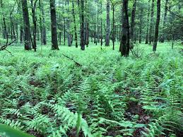 Forest Floor Ferns Galore Forest Floor Nature Forest