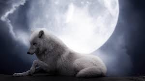 White Arctic Wolf And The Moon Wolf Wallpaper Wolf Predator Animal Spirit Guides