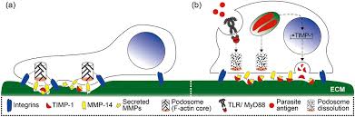 Lange afstands atletiek club voor heel twente. Toxoplasma Gondii Infection Shifts Dendritic Cells Into An Amoeboid Rapid Migration Mode Encompassing Podosome Dissolution Secretion Of Timp 1 And Reduced Proteolysis Of Extracellular Matrix Olafsson 2018 Cellular Microbiology Wiley Online