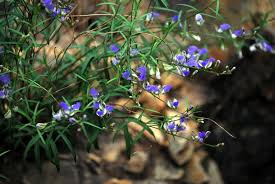 Image result for Polygala persicariifolia