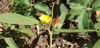 Image result for Melhania forbesii