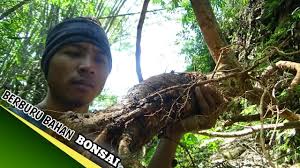 Mengenal bahan bonsai wareng bintang di alam liar pohon wareng bintang merupakan salah satu bahan bonsai yang sangat. Kelebihan Dan Kekurangan Bakalan Bonsai Dari Alam Dan Biji Tips Petani