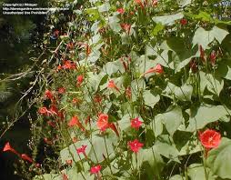 Image result for Ipomoea hederifolia