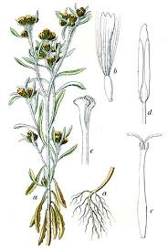 Image result for Pseudognaphalium oligandrum