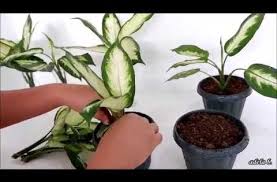 Dieffenbachia Camille Soil And Water Propagation By Stem Cuttings Youtube Propagating Plants Plant Care Plants