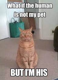 What If The Human Is Not My Pet Funny Cat Meme Funny Cat Pictures Funny Animals Cute Funny Animals