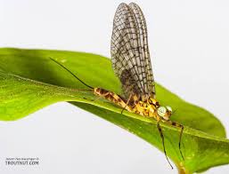 Image result for Nicolasia stenoptera
