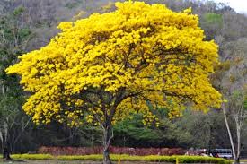 Resultado de imagen de arboles