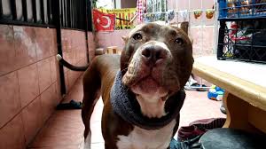 Pitbull Dert Yaniyor Yemegini Kimseyle Paylasmaz Youtube