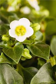 Image result for Exacum zombense