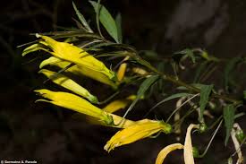 Image result for Asparagus flavicaulis