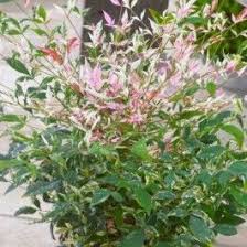 Structurez votre terrasse avec des arbres ou arbustes en pot. Laurier Sauce Vente En Ligne De Plants De Laurier Sauce Pas Cher Leaderplant Arbuste En Pot Arbuste Bambou