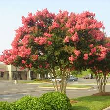 Tuscarora Crape Myrtle Fast Growing Trees Myrtle Tree Growing Tree