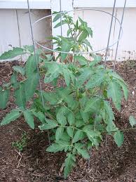 That is just the growing pattern of determinate tomatoes, they grow into a bush. Should You Grow Determinate Or Indeterminate Tomato Plants Finegardening