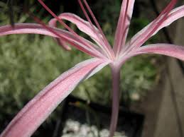 Image result for Ammocharis