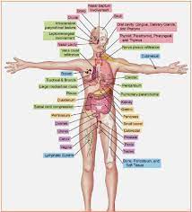 Nelle leucemie acute, ad esempio, l'insorgenza dei sintomi è brusca e piuttosto violenta, mentre esistono delle forme croniche in cui la malattia può passare pressoché inosservata nei primi stadi. La Leucemia Mieloide Acuta A Localizzazione Extra Midollare E Lam Ematologia In Progress