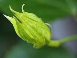 Image result for Hibiscus reekmansii