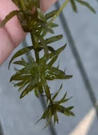 Image result for Hydrilla