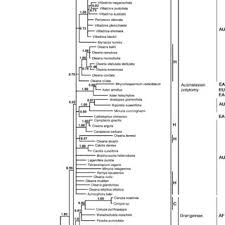 Image result for Brachythrix malawiensis