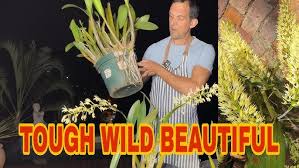 Image result for Mystacidium venosum