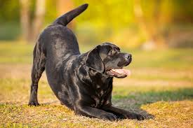 I tend to play rotational households, especially if i'm doing some sort of family theme. What Does It Mean When A Dog Bows