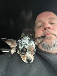 Chihuahua Owners Share Their Love and Experiences